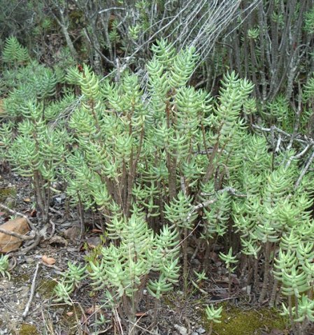 Crassula tetragona miniature forest